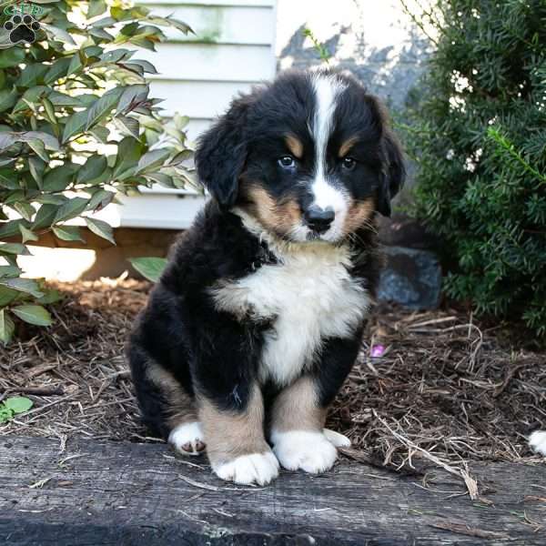 Seth, Bernese Mountain Dog Puppy